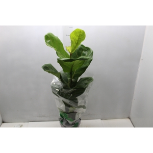 FICUS LYRATA P17