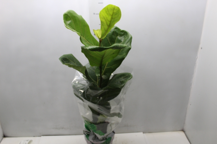 <h4>FICUS LYRATA P17</h4>