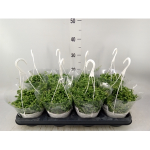 Senecio rowleyanus
