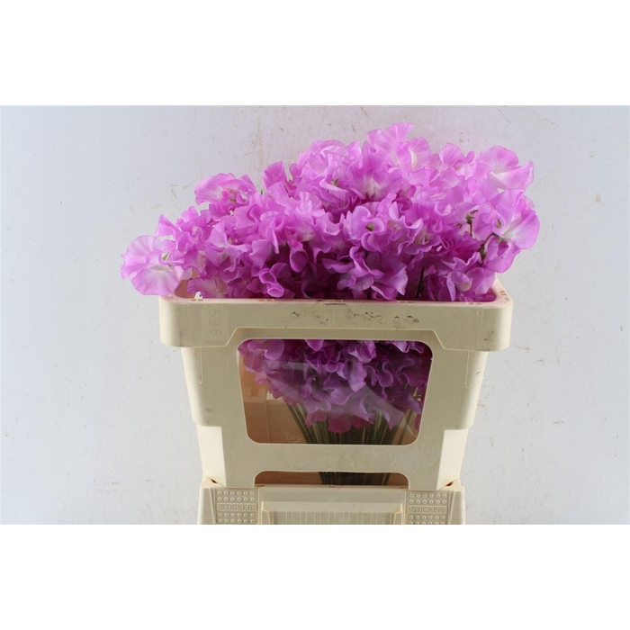 <h4>LATHYR ODORATUS OV</h4>