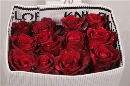 <h4>R Gr Red Panther Ec</h4>