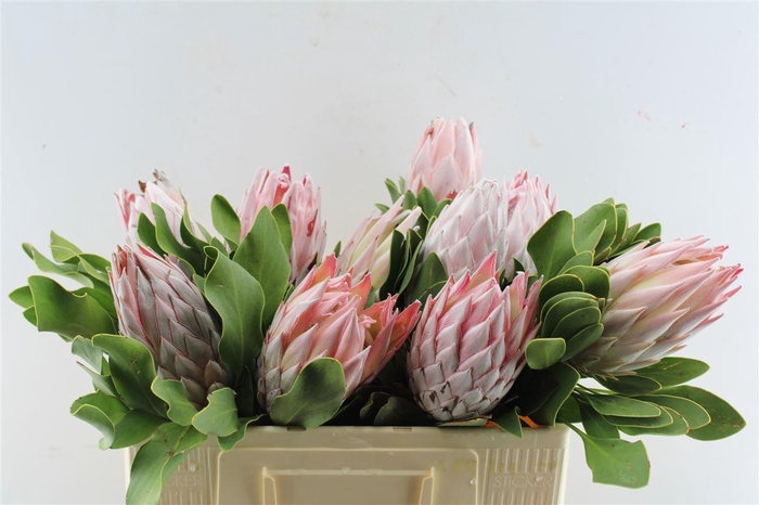 <h4>Protea Cynaroides Xxl</h4>