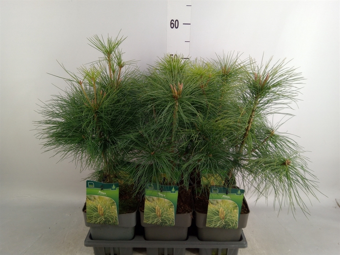 <h4>Pinus strobus</h4>