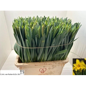 NARC T STANDARD VALU