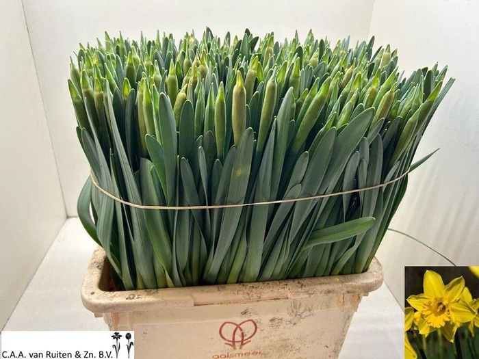 <h4>NARC T STANDARD VALU</h4>