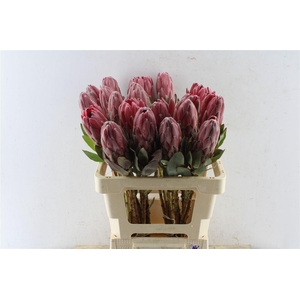 Protea Sharonette