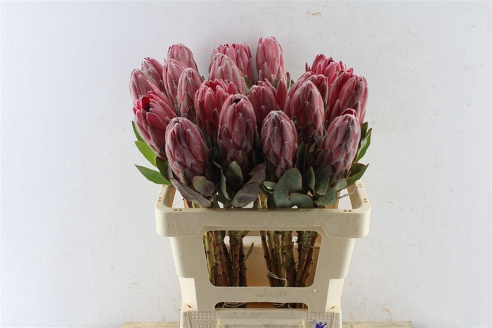 <h4>Protea Sharonette</h4>
