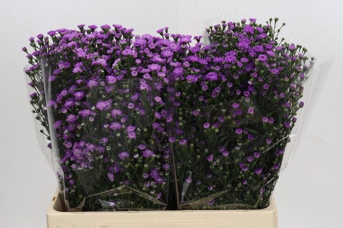 <h4>Aster Baby Pink</h4>