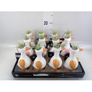 Arr.   Kamerplant Groen L%