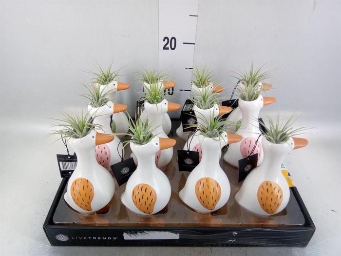 <h4>Arr.   Kamerplant Groen L%</h4>