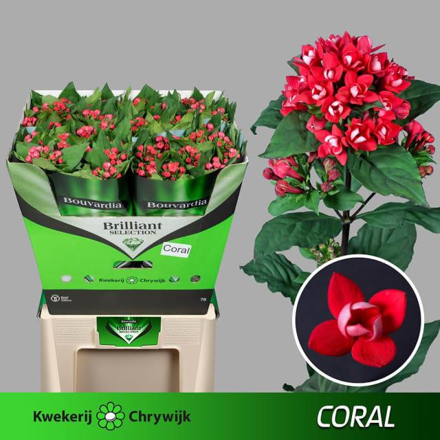 BOU DU CORAL