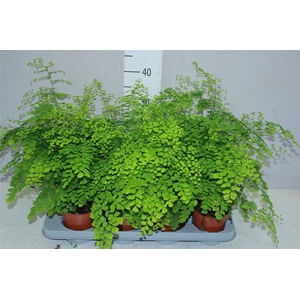 Adiantum Ra Fragrans