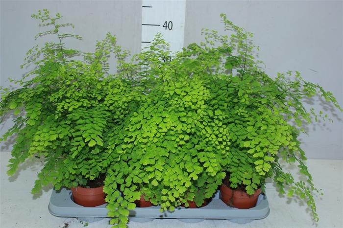 <h4>Adiantum Ra Fragrans</h4>