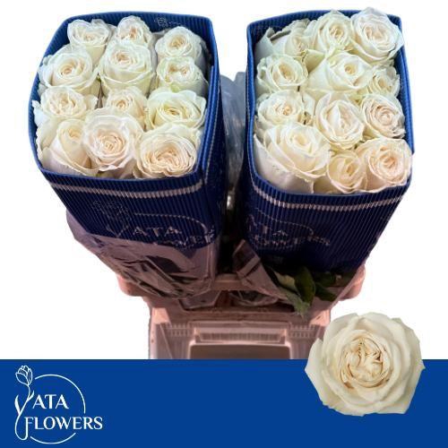 <h4>R GR PLAYA BLANCA</h4>