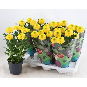 CHRYS FP YELLOW