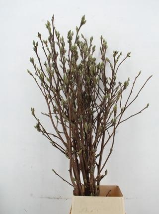 MAGNOLIA SUPERBA 160CM