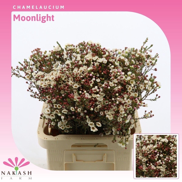 Chamelaucium Moonlight