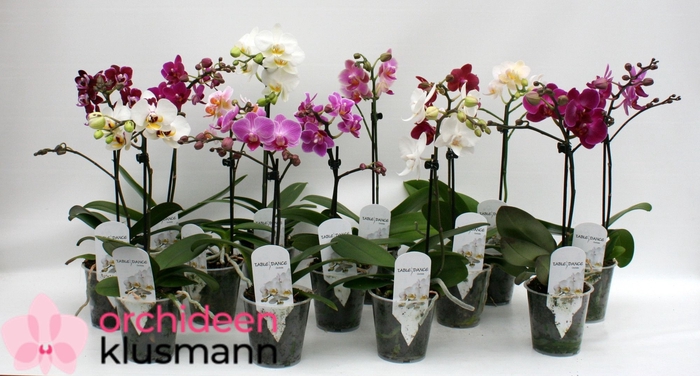 PHAL GEM