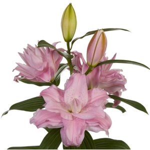 Lilium ori. DB 'Lucky One' 4+