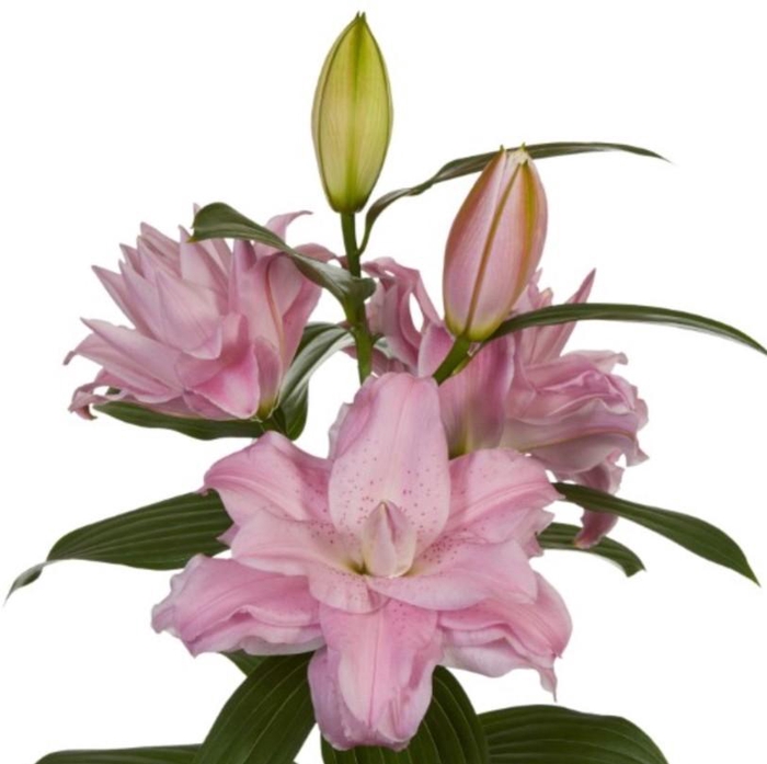 <h4>Lilium ori. DB 'Lucky One' 4+</h4>