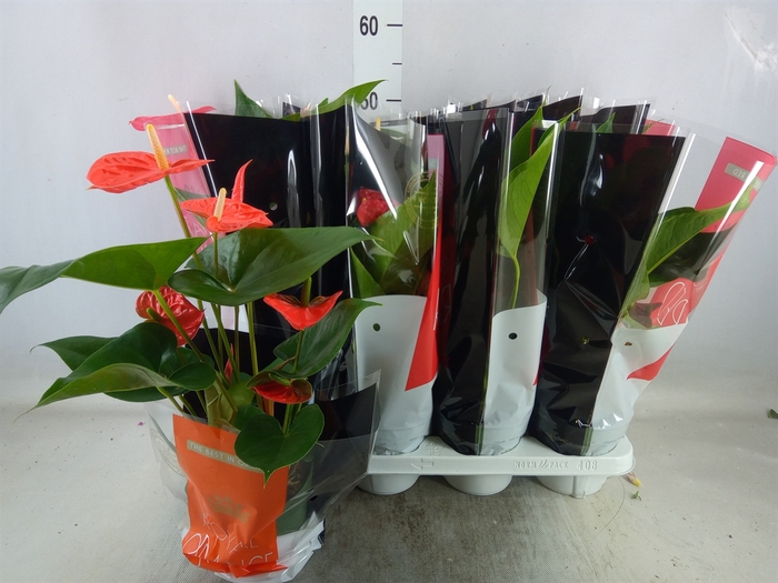 <h4>Anthurium   ...mix</h4>