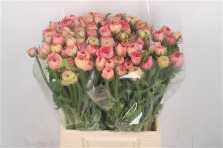 <h4>Ran El Salmon</h4>