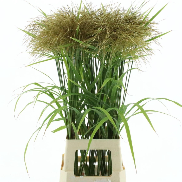 <h4>Miscanthus Nepalensis</h4>