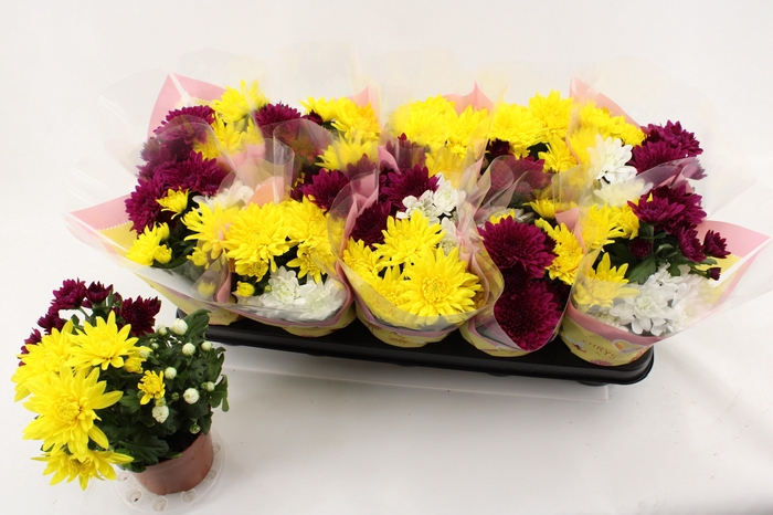 <h4>CHRYS GEM IN POT</h4>