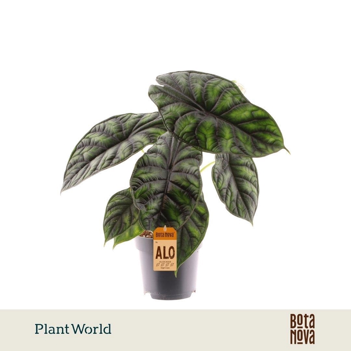 <h4>Alocasia Dragon Scale</h4>