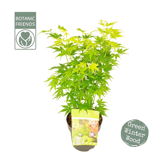 <h4>Acer palm. 'Going Green'®</h4>