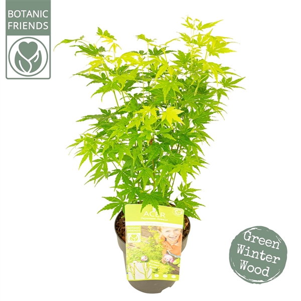 <h4>Acer palm. 'Going Green'®</h4>