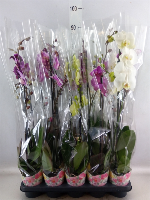 Phalaenopsis   ...mix  5