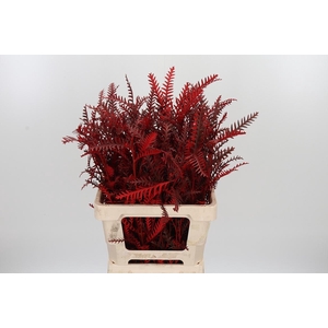 Grevilea Ivanhoe Kl Bh Rood