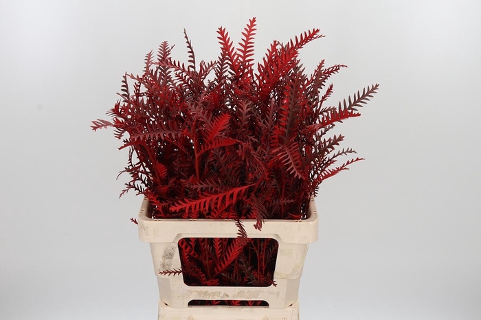 <h4>Grevilea Ivanhoe Kl Bh Rood</h4>