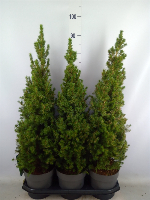 <h4>Picea glauca 'Perfecta'</h4>