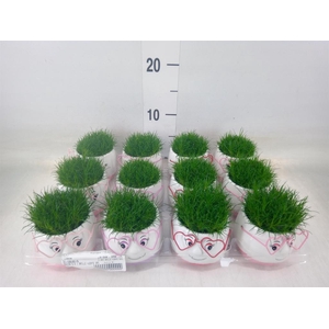 Arr.   Kamerplant Groen L%