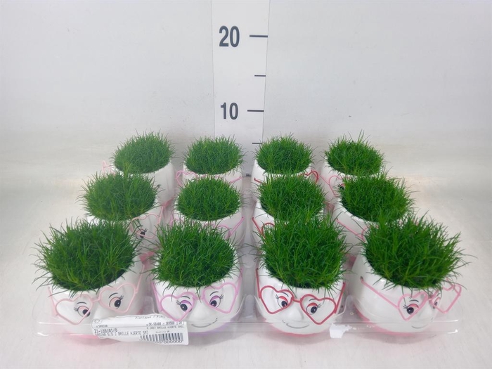 <h4>Arr.   Kamerplant Groen L%</h4>