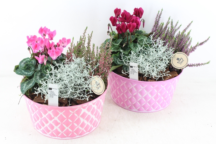<h4>arr4 Outdoor PL - Zink roze diamant schaal</h4>