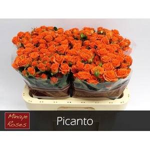 R TR PICANTO
