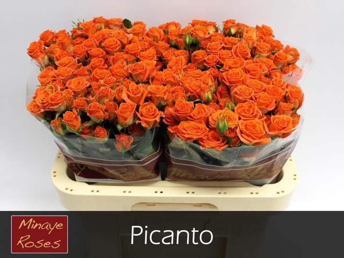 <h4>R TR PICANTO</h4>