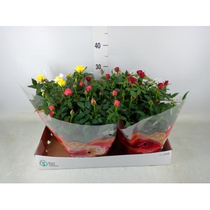 Rosa  'Favourite Roses'   ...mix 3