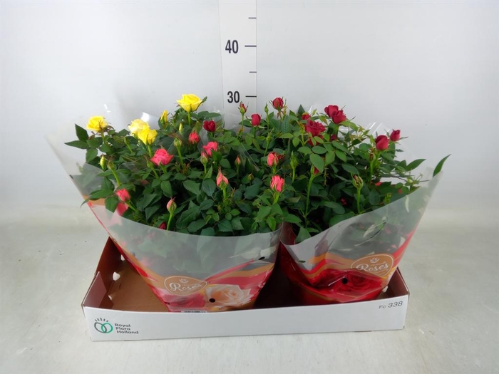 <h4>Rosa  'Favourite Roses'   ...mix 3</h4>