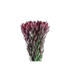 Leucadendron Safari Sunset 80