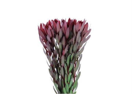 <h4>Leucadendron Safari Sunset 80</h4>