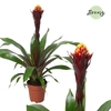 Guzmania