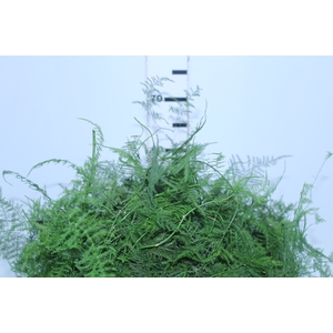 FOLHAGEM ASPARGO PLUMOSO
