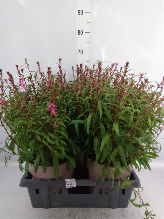 Gaura lindheimeri 'Belleza Comp Pk'