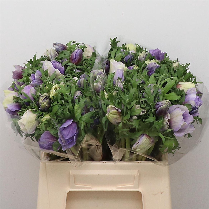 <h4>Anem Mistral Azuur Blue Super</h4>