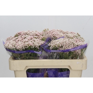 Ozothamnus Cooks Tall Pink