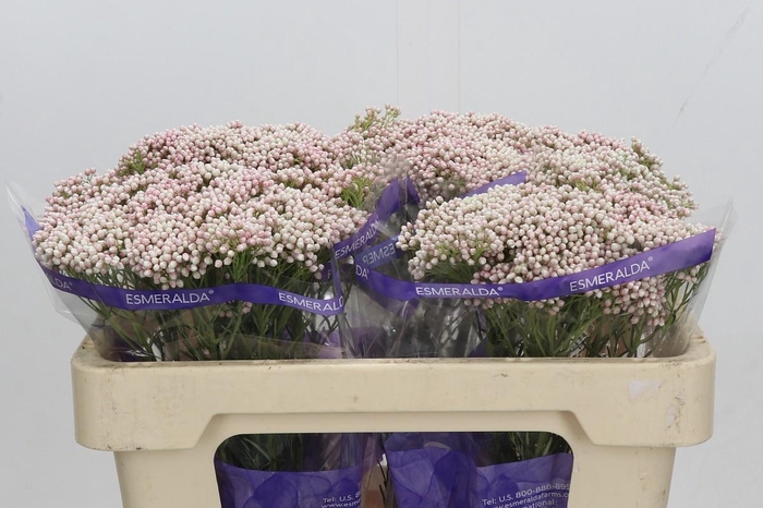 <h4>Ozothamnus Cooks Tall Pink</h4>